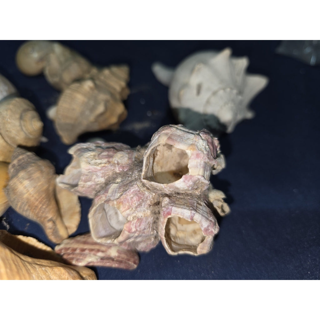 lot of 50 Natural SEA SHELLS, Fighting Conch Barnacule Cluster Crafts Fish Tank