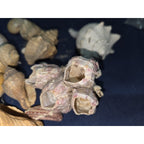 lot of 50 Natural SEA SHELLS, Fighting Conch Barnacule Cluster Crafts Fish Tank