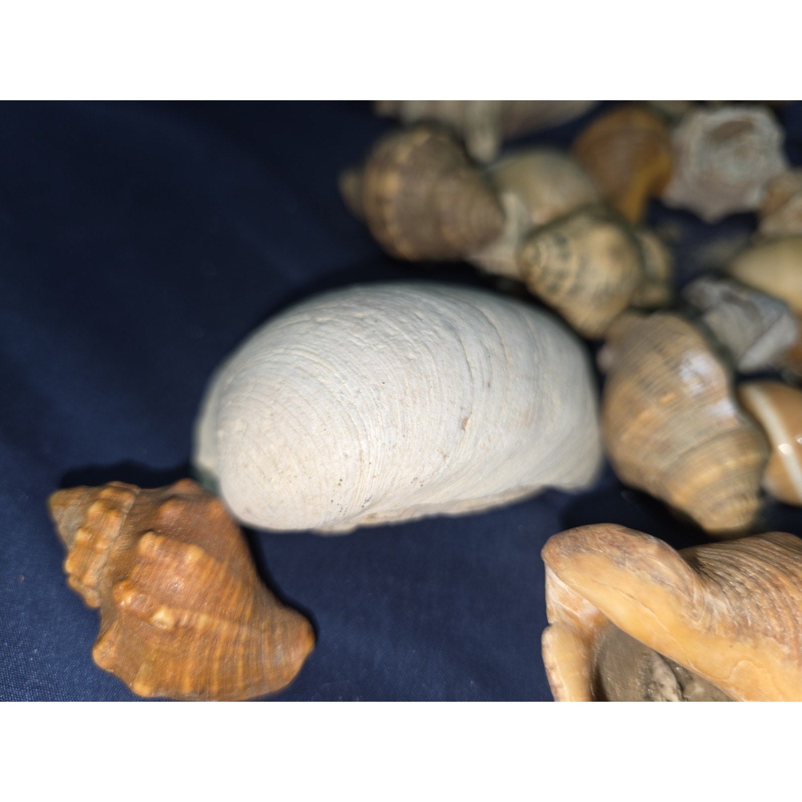 lot of 50 Natural SEA SHELLS, Fighting Conch Barnacule Cluster Crafts Fish Tank