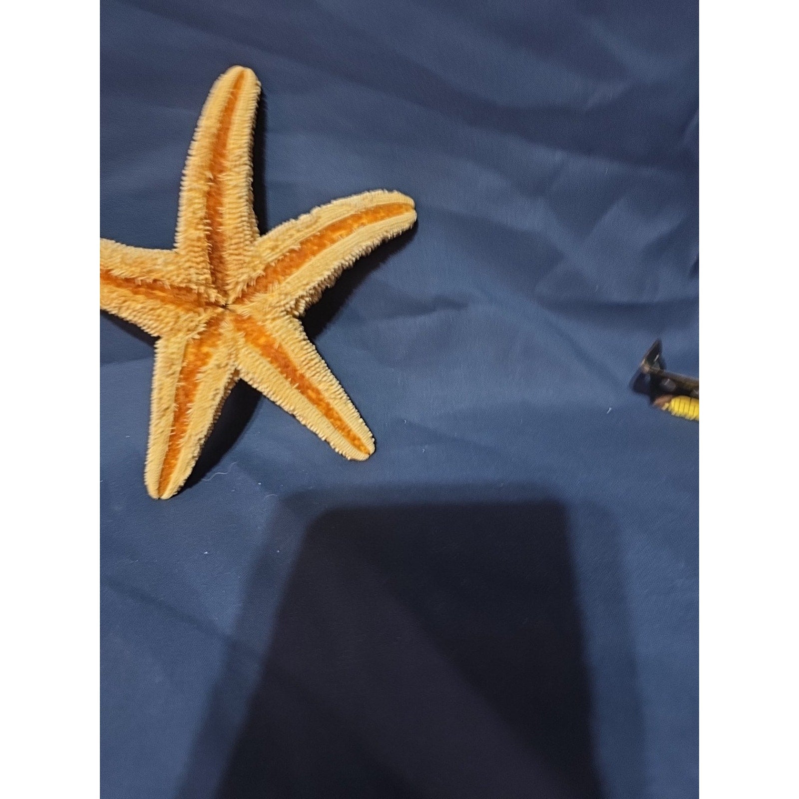 1 LARGE GENUINE 5 1/2 " Starfish Beach House Decor Fish Display Arts & crafts