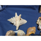 lot of 50 Natural SEA SHELLS, Fighting Conch Barnacule Cluster Crafts Fish Tank