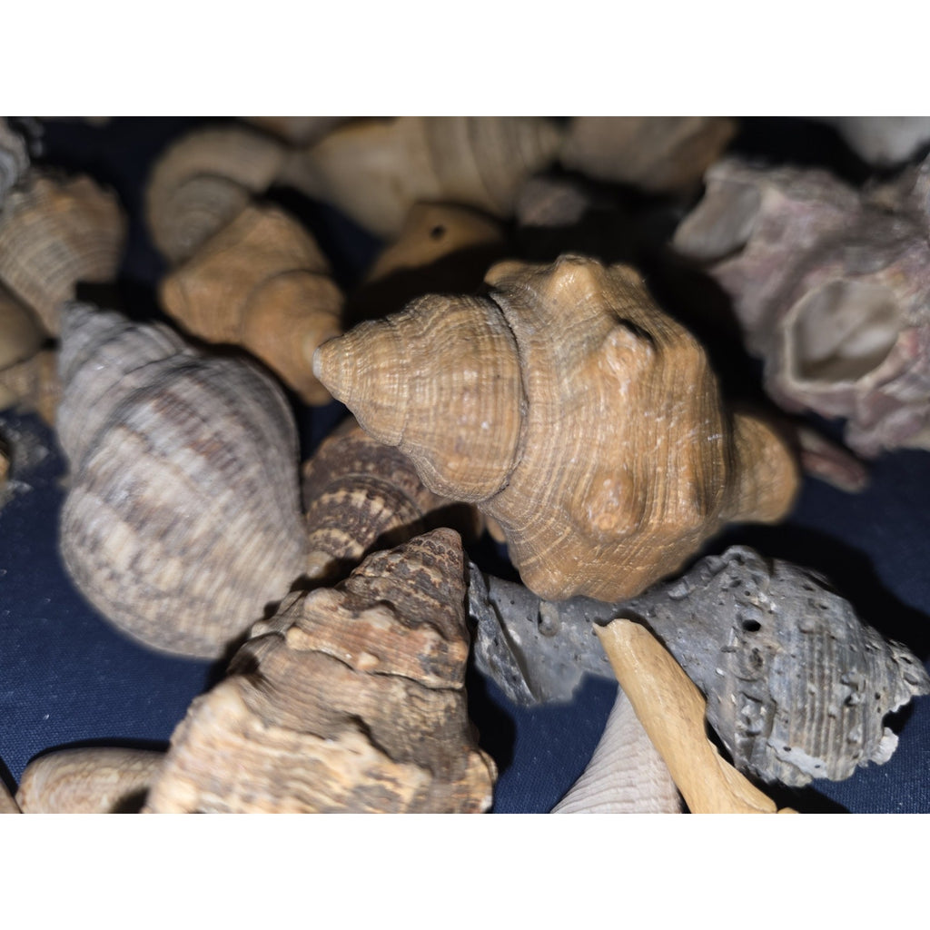 lot of 50 Natural SEA SHELLS, Fighting Conch Barnacule Cluster Crafts Fish Tank