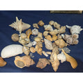 lot of 50 Natural SEA SHELLS, Fighting Conch Barnacule Cluster Crafts Fish Tank