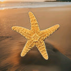 1 LARGE GENUINE 5 1/2 " Starfish Beach House Decor Fish Display Arts & crafts