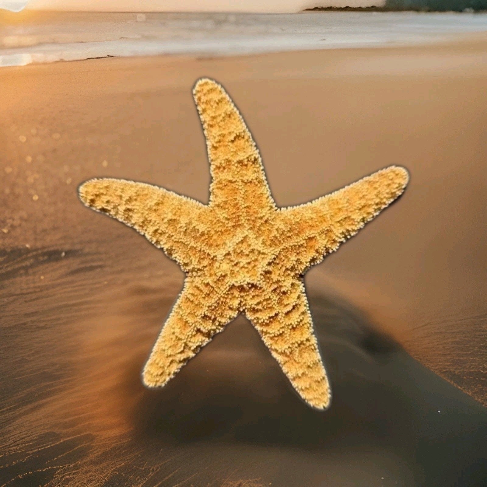 1 LARGE GENUINE 5 1/2 " Starfish Beach House Decor Fish Display Arts & crafts