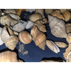 lot of 50 Natural SEA SHELLS, Fighting Conch Barnacule Cluster Crafts Fish Tank