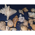 lot of 50 Natural SEA SHELLS, Fighting Conch Barnacule Cluster Crafts Fish Tank