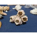 lot of 50 Natural SEA SHELLS, Fighting Conch Barnacule Cluster Crafts Fish Tank
