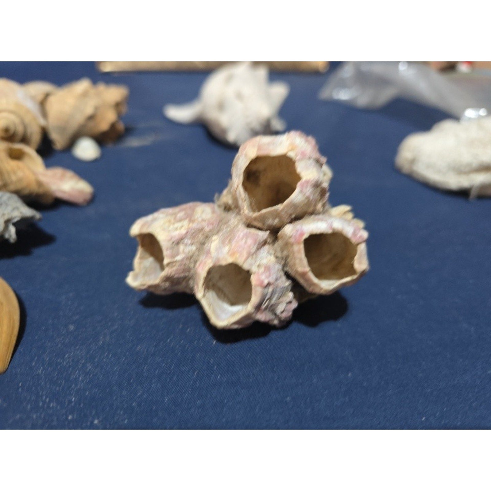 lot of 50 Natural SEA SHELLS, Fighting Conch Barnacule Cluster Crafts Fish Tank