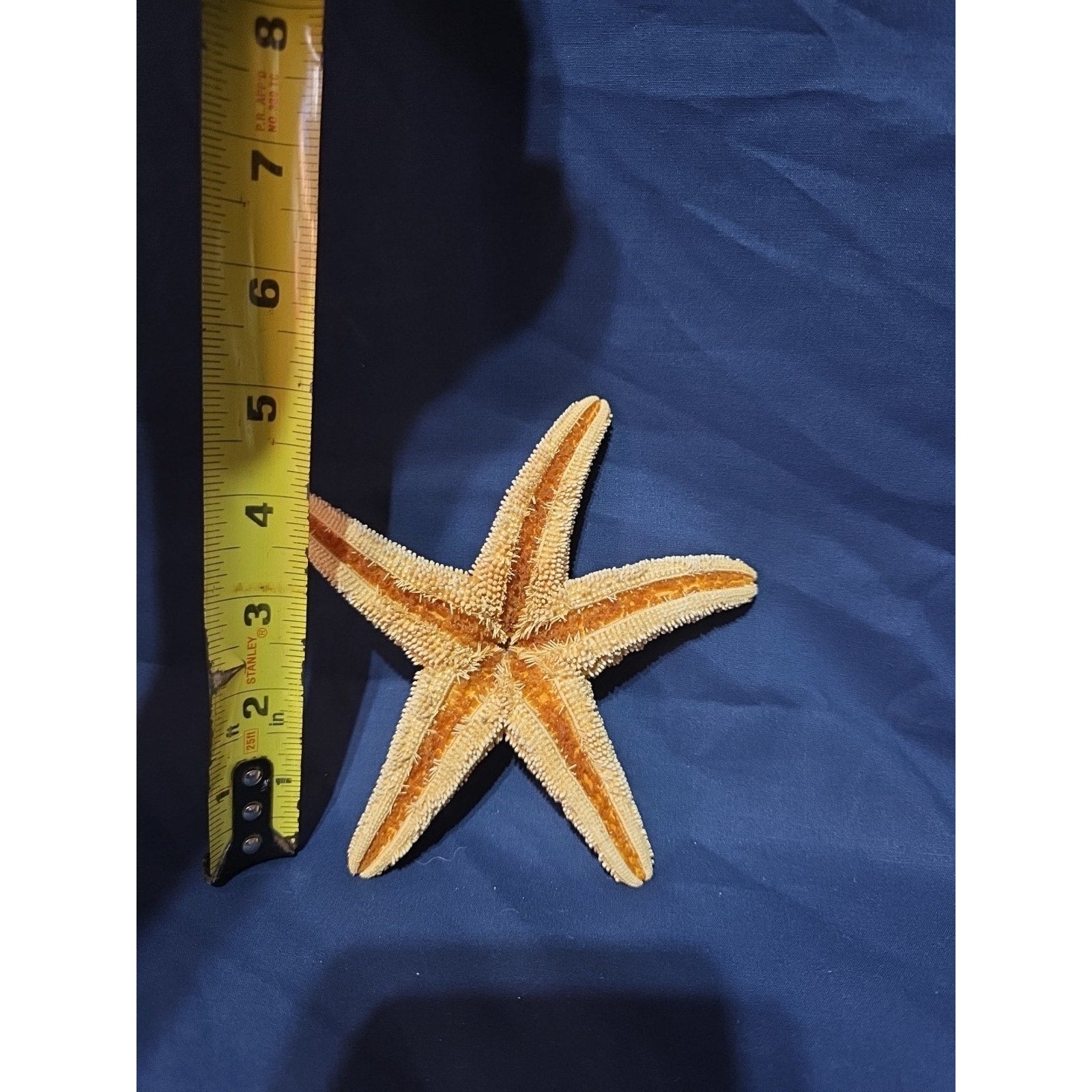 1 LARGE GENUINE 5 1/2 " Starfish Beach House Decor Fish Display Arts & crafts