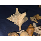 lot of 50 Natural SEA SHELLS, Fighting Conch Barnacule Cluster Crafts Fish Tank