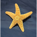 1 LARGE GENUINE 5 1/2 " Starfish Beach House Decor Fish Display Arts & crafts