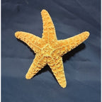 1 LARGE GENUINE 5 1/2 " Starfish Beach House Decor Fish Display Arts & crafts